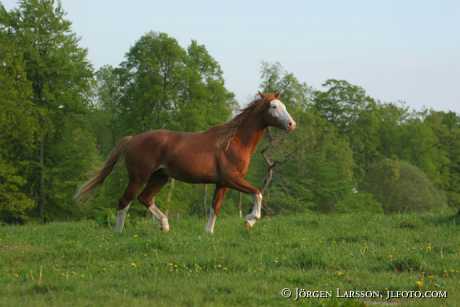 Swedish Warmblood