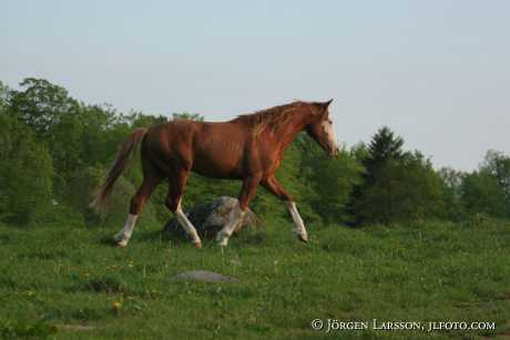 Swedish Warmblood