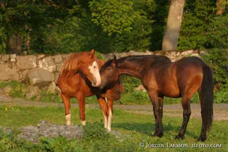 Swedish Warmblood