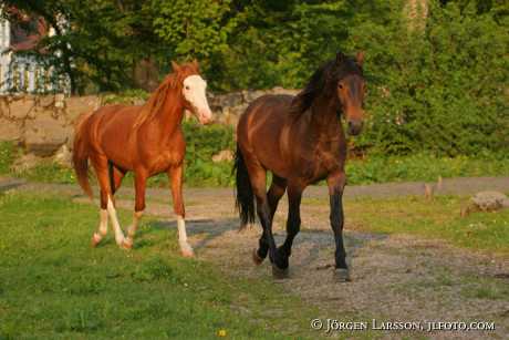 Swedish Warmblood