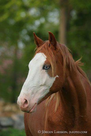 Swedish Warmblood