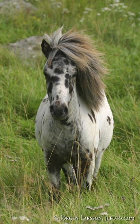 Spotted horse