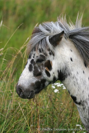 Shetland