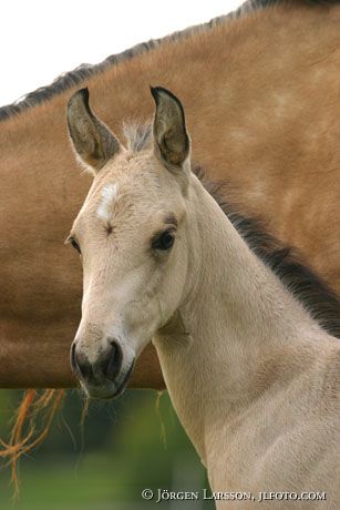 Quarterhorse