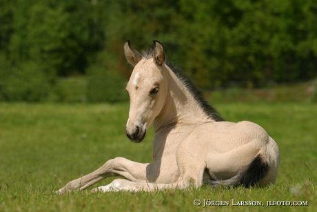 Quarterhorse