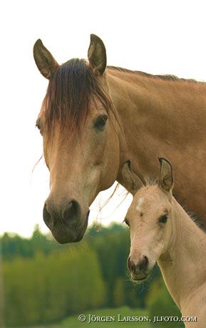 Quarterhorse