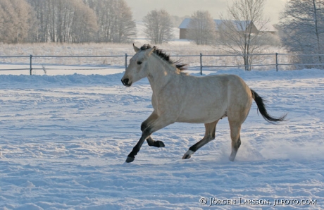 Quarterhorse snow