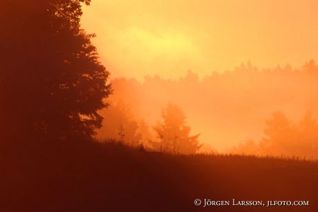 Rådjur i morgonsol