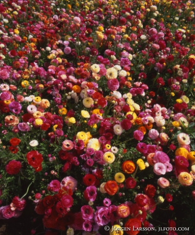 Ranunkel Encenitas Calofornia Flowers