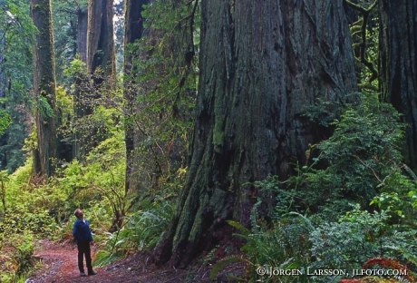 Redwood nat park California USA