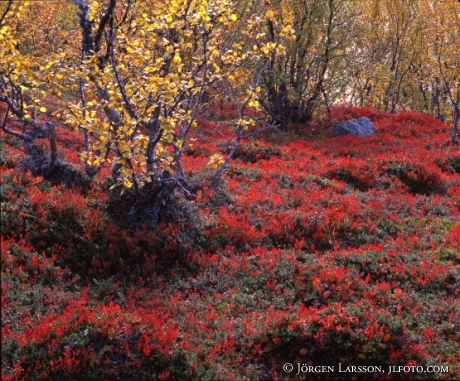 Abisko nat park Lappland Sweden