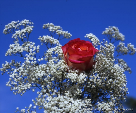 Red rose