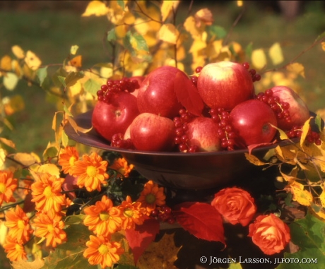 apples autumn