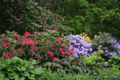 Rhododendron