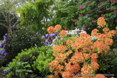 Rhododendron Visby Gotland Sweden