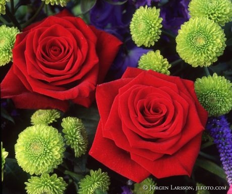 Red Roses