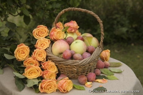 Roses plums appels autumn harvest