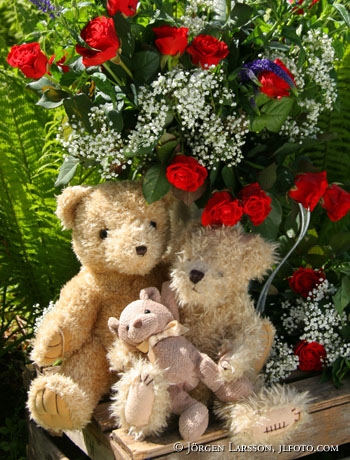 Roses teddy