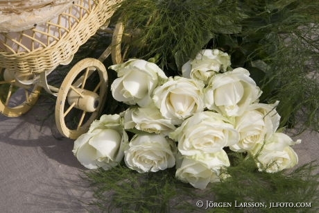 white roses