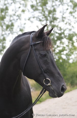 Oldenburger stallion Rubignon