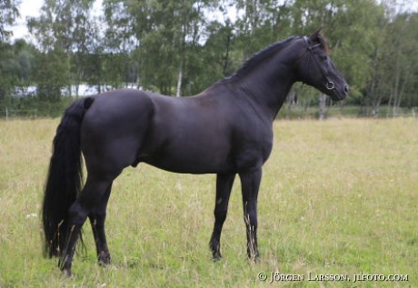 Oldenburger stallion Rubignon