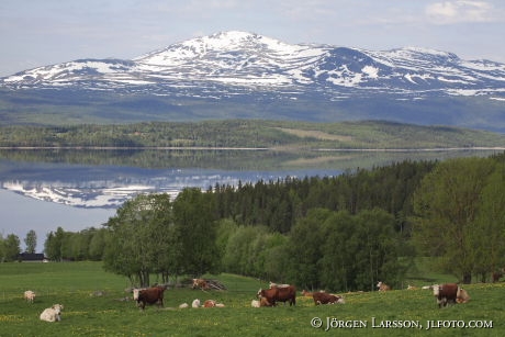 Areskutan Kall Jamtland Sweden