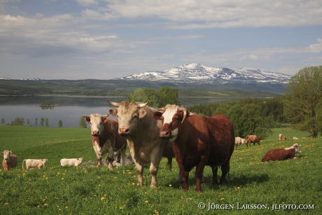 Areskutan Kall Jamtland Sweden