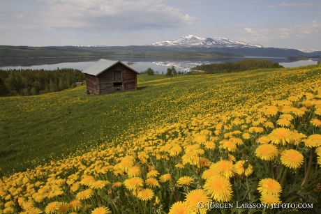 Areskutan Kall Jamtland Sweden