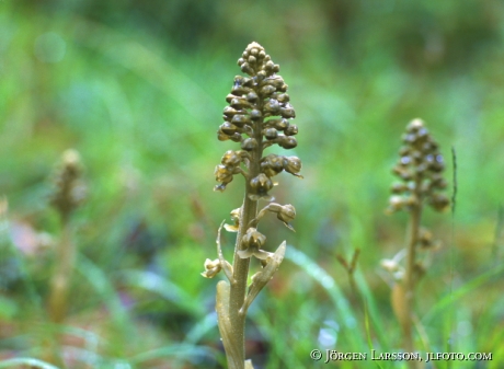 Anacamptis pyramidalis Orchid