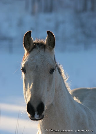 Quarter foal