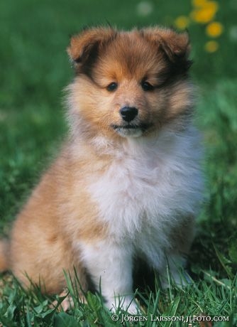 Shetland sheepdog