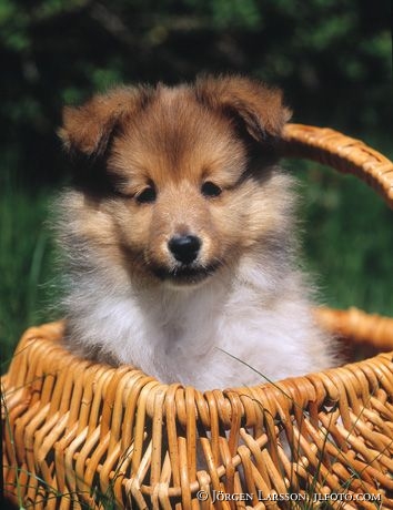 Shetland sheepdog