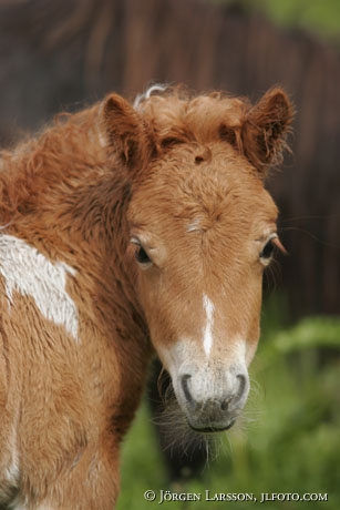 Shetland