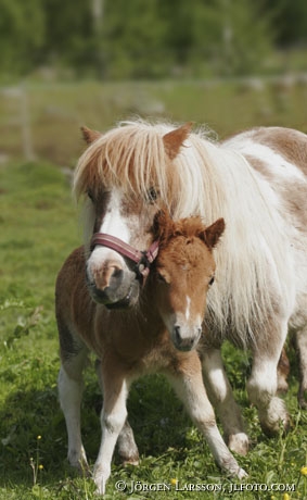 Shetland