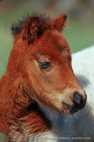 Shetland