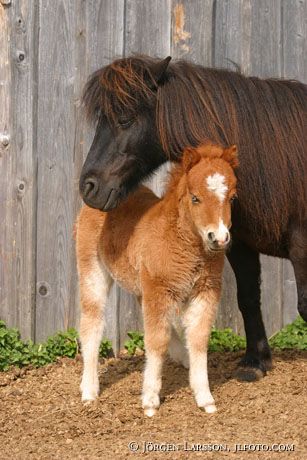 Shetland