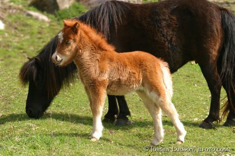 Shetland