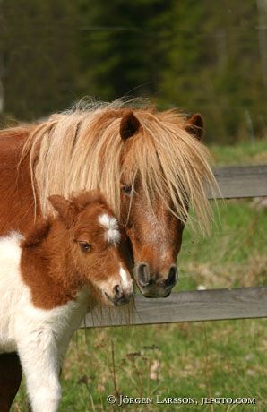 Shetland