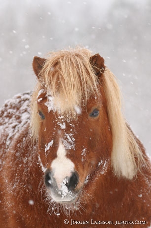 Shetland in snow