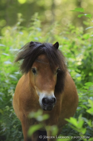 Shetland