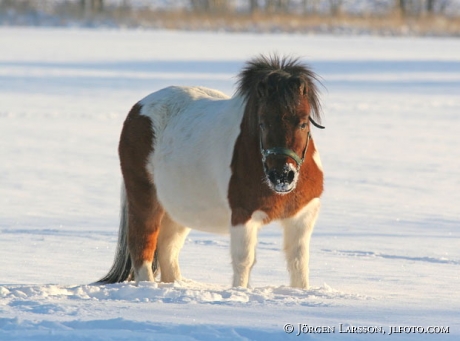 Shetland in snow