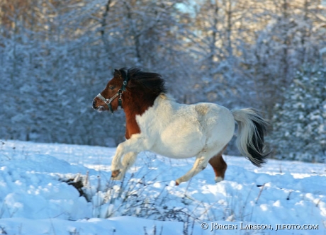 Shetland in snow