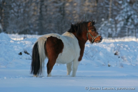 Shetland in snow