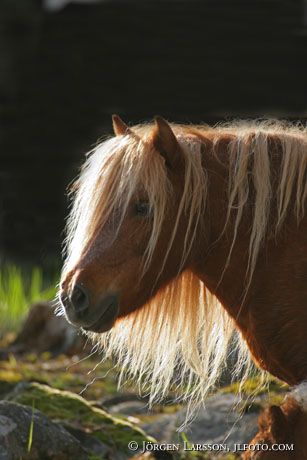 Shetland pony