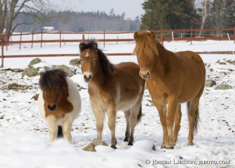 Shetland and Russ