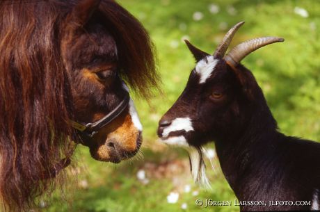 Horse and goat