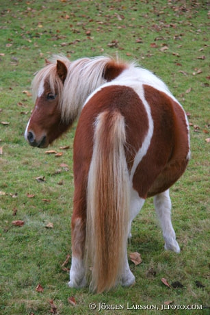 Shetland