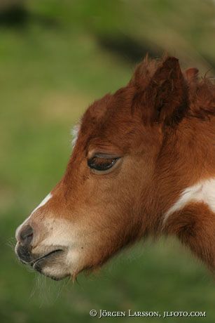 Shetland