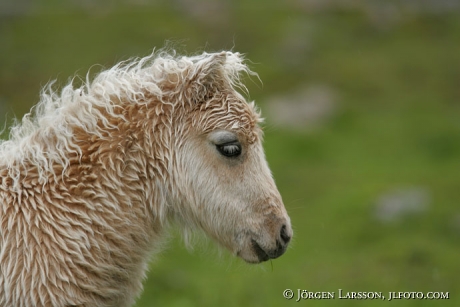 Shetland