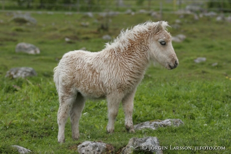 Shetland